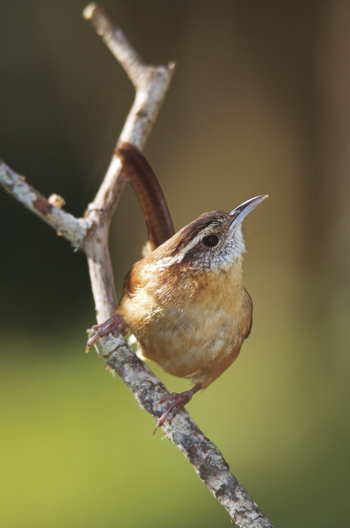 Lynn Cates full res %22Carolina Wren%22_cmyk.jpg
